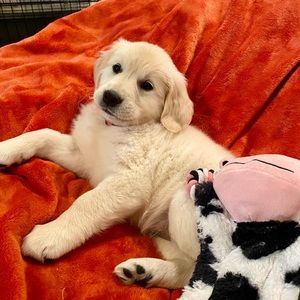 Meet your Posher, Isaiah